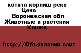 котята корниш рекс › Цена ­ 7 500 - Воронежская обл. Животные и растения » Кошки   
